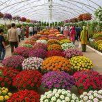 نمایشگاه گل و گیاه کرمانشاه